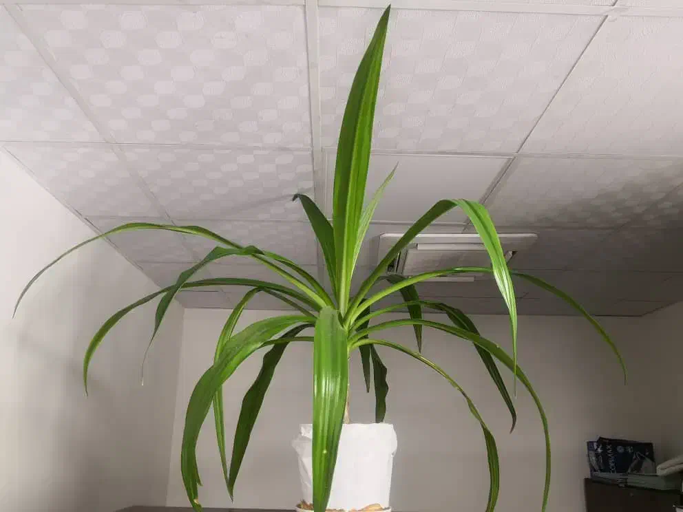 گل پاندانوس و ذرتی|گل و گیاه طبیعی|شیراز, باغ تخت|دیوار