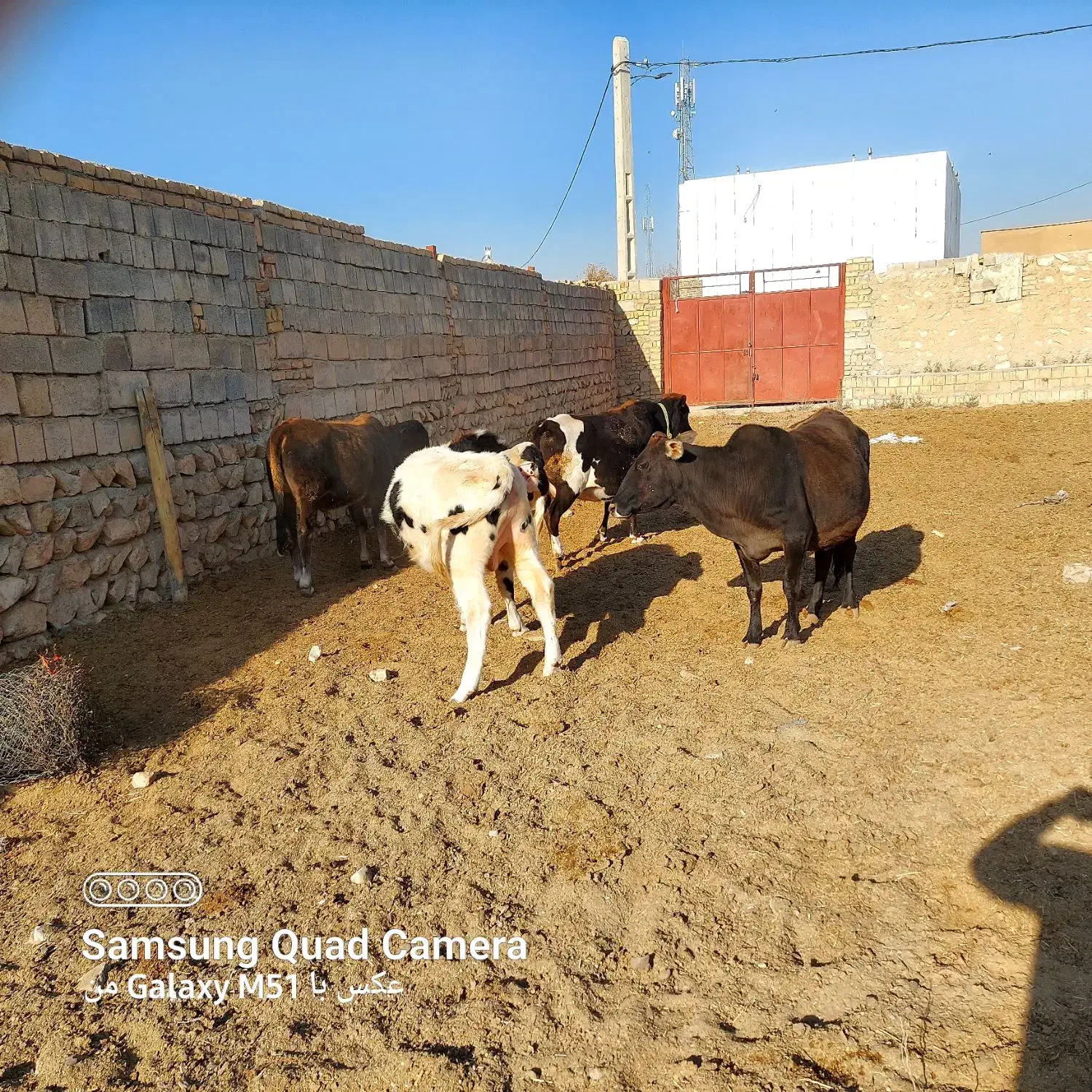 گاو گوساله نر|حیوانات مزرعه|کوهدشت, |دیوار