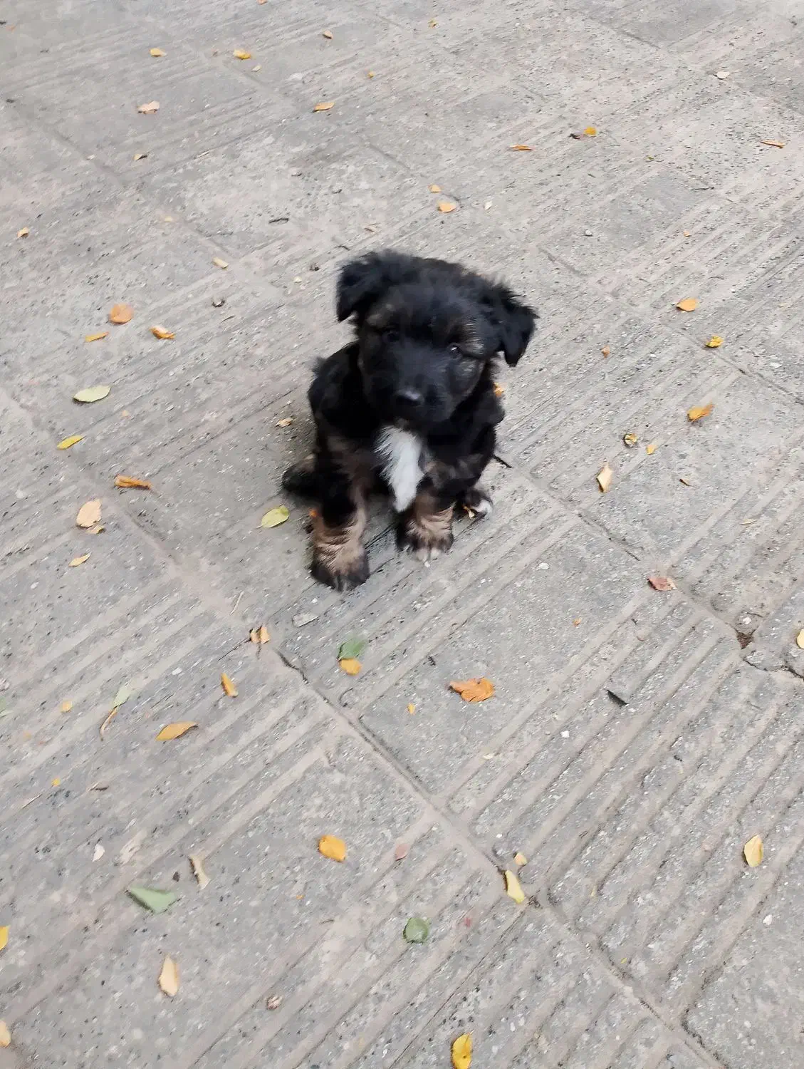 سگ پاکوتاه دوماهه نر|سگ|گرگان, |دیوار