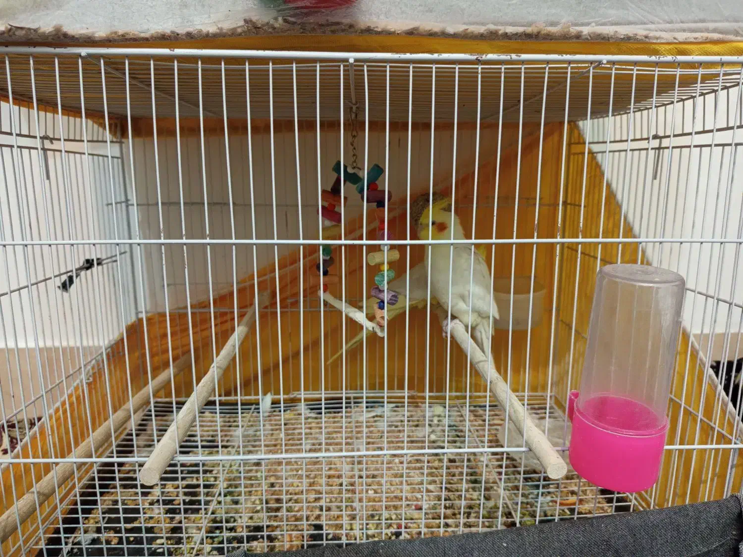 عروس هلندی|پرنده|سبزوار, شهرک جهاد|دیوار