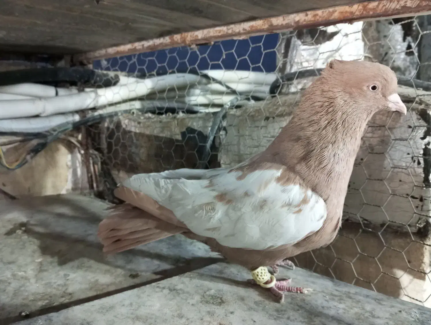 سینه زرد نر بندی|پرنده|شیراز, شیخ علی چوپان|دیوار