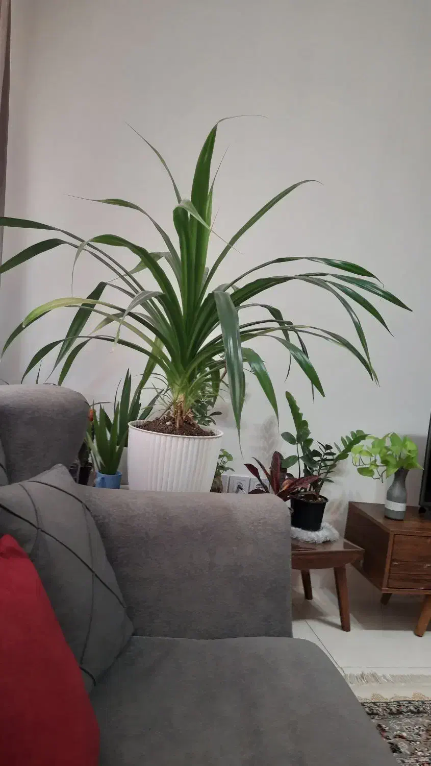 گل پاندالوس ۱۳ساله بنسای|گل و گیاه طبیعی|محمدشهر, شهرک چمران|دیوار