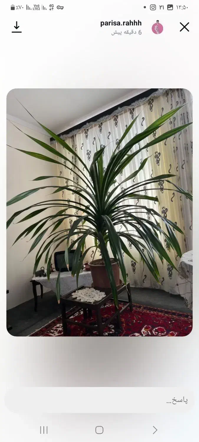 گلدانی زینتی برا.رستوران .خانه بزرگ .کافه تریاوغیر|گل و گیاه طبیعی|اهر, |دیوار