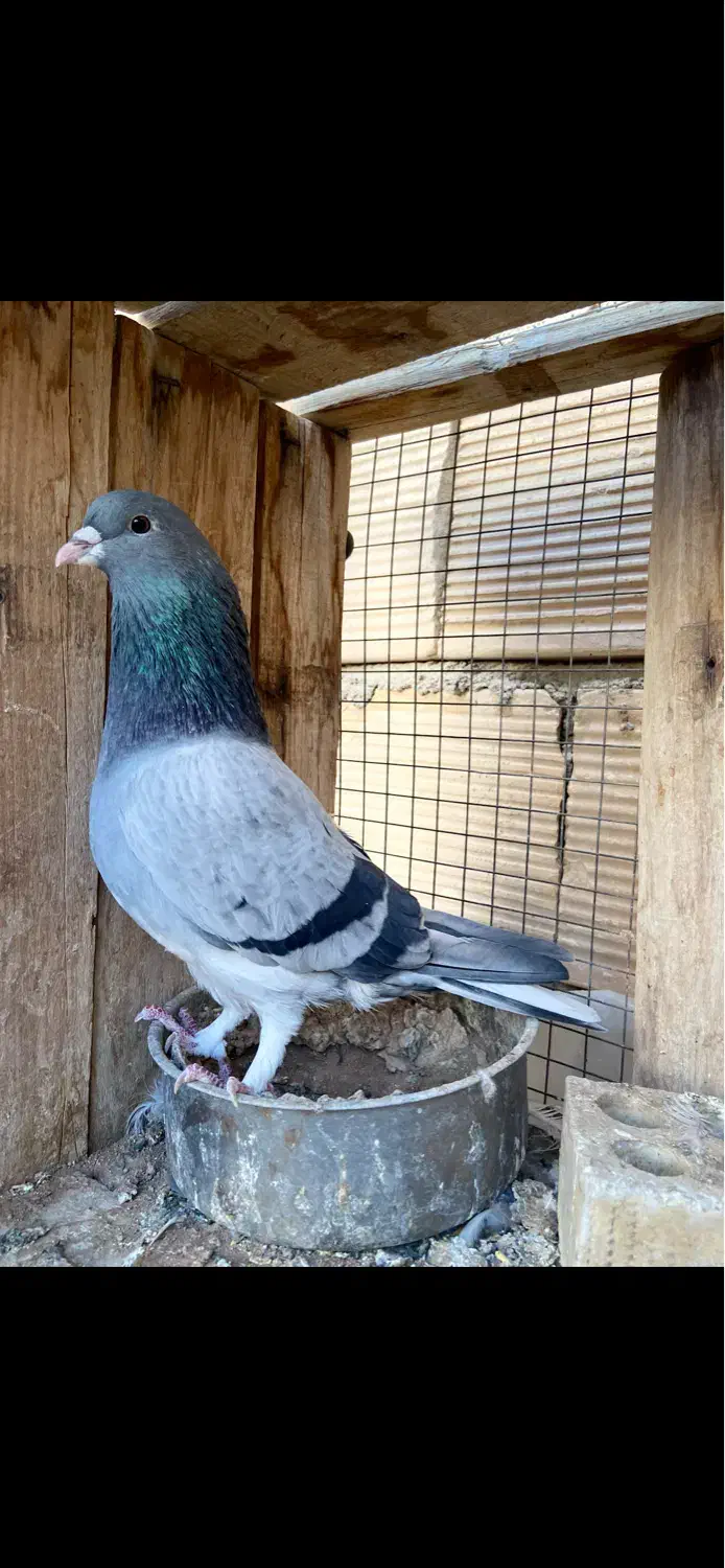 معاوضه کبوتر دمگیر خرقه با کابل برق|پرنده|برخوار, |دیوار