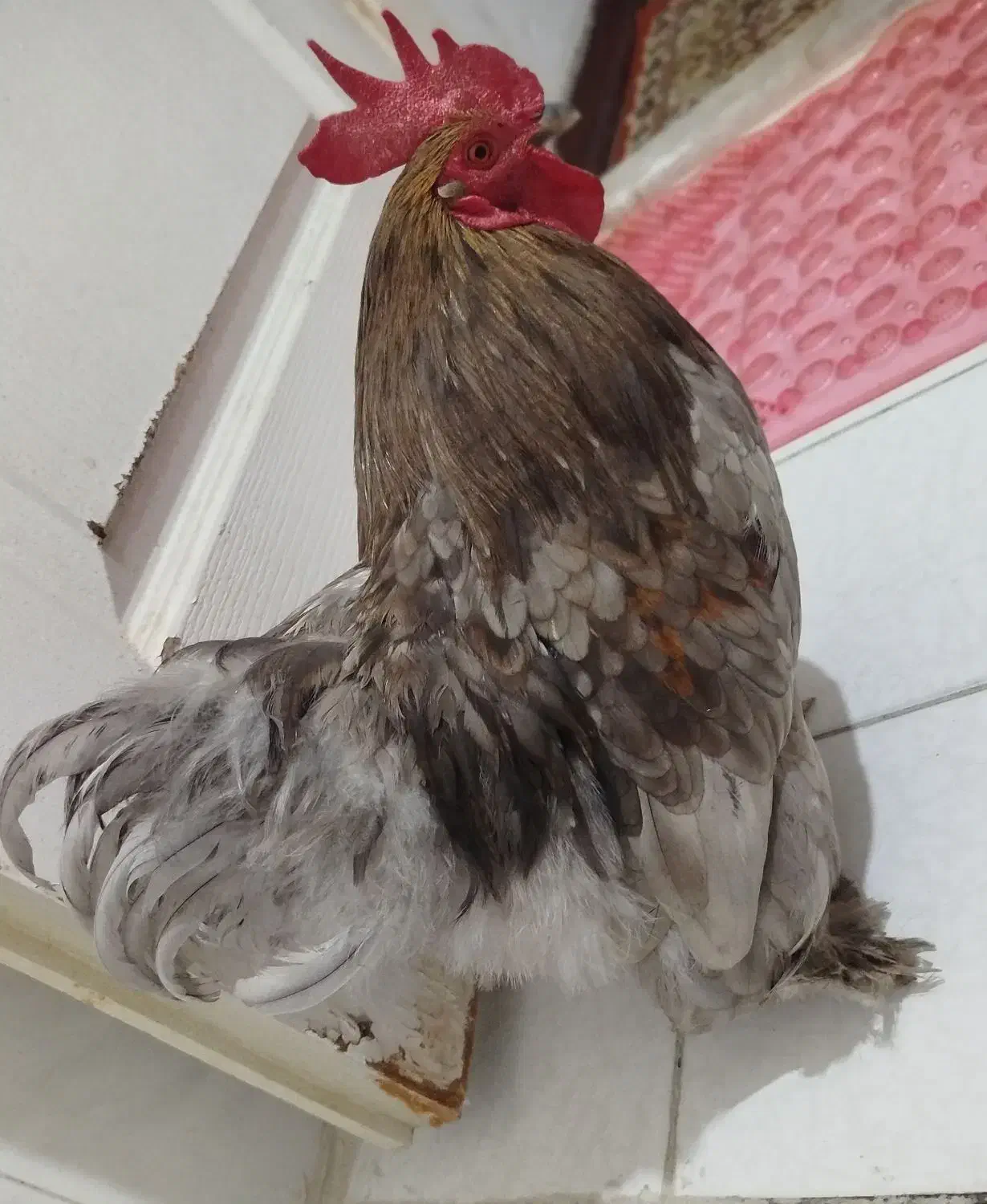 خروس|حیوانات مزرعه|تهران, اوقاف|دیوار