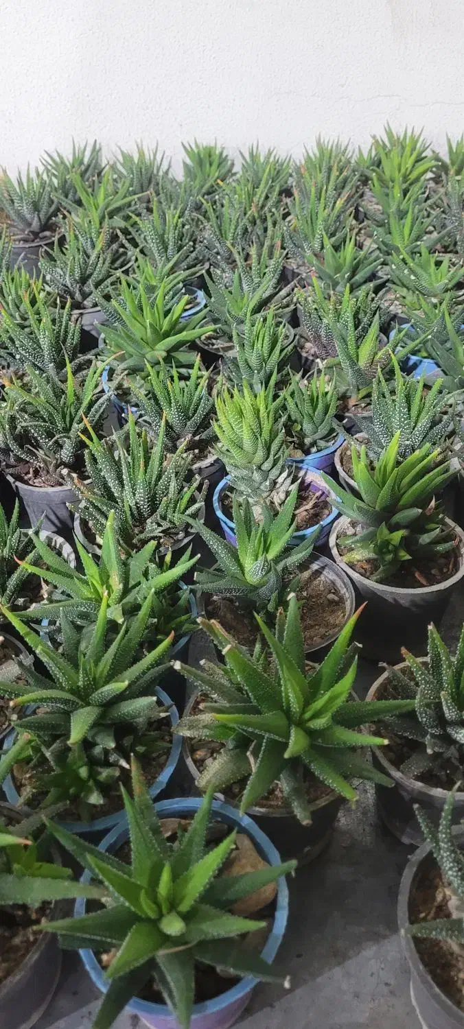 کاکتوس به قیمت عمده|گل و گیاه طبیعی|سیرجان, |دیوار