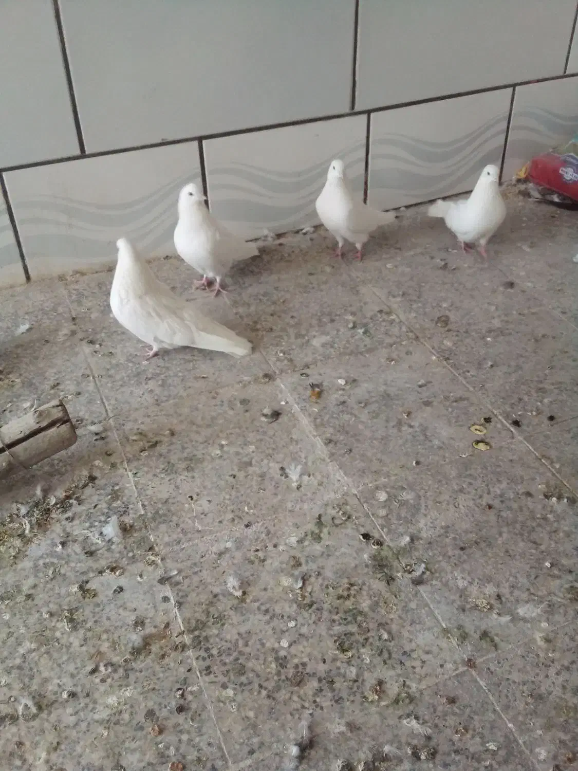 کبوتر تهرونی|پرنده|خمینی‌شهر, |دیوار