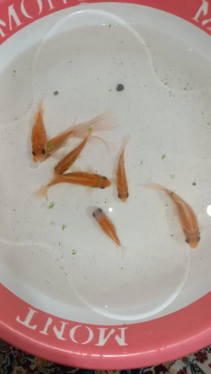 پمپ اکسیژن رایگان|ماهی|شیراز, شهرک فرهنگیان|دیوار