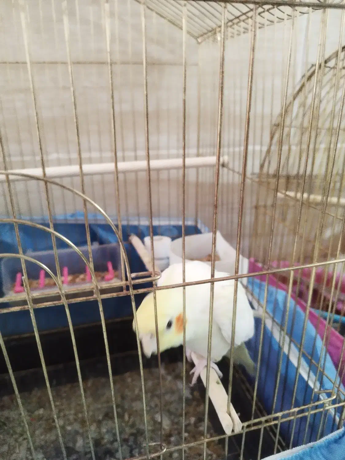 عروس هلندی|پرنده|قم, چهل اختران|دیوار