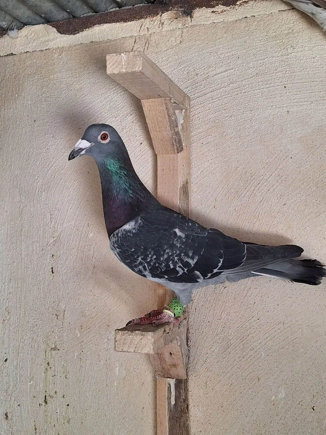 هفرنگ خطی|پرنده|محمدیه-قزوین, |دیوار