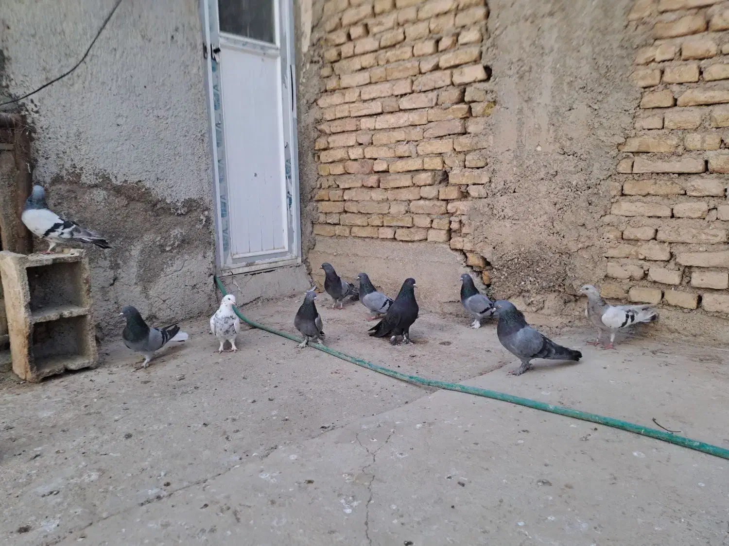 کبوتر پر روزگاری|پرنده|لاران, |دیوار