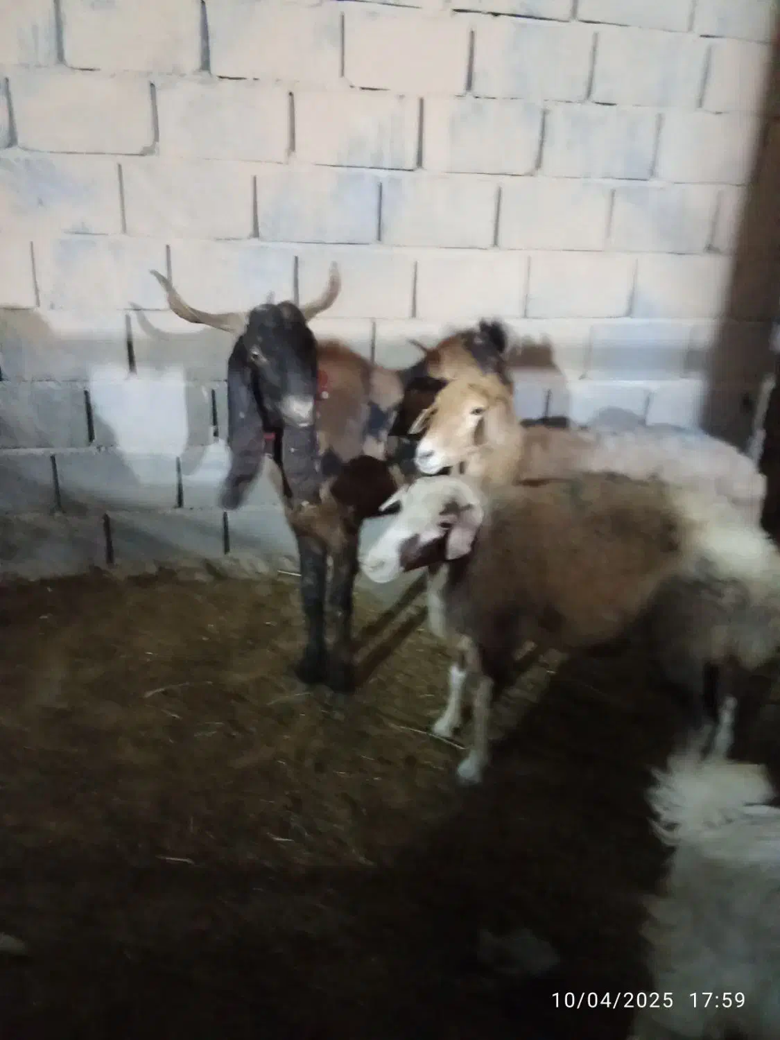 نر بز|حیوانات مزرعه|کهریزک, |دیوار