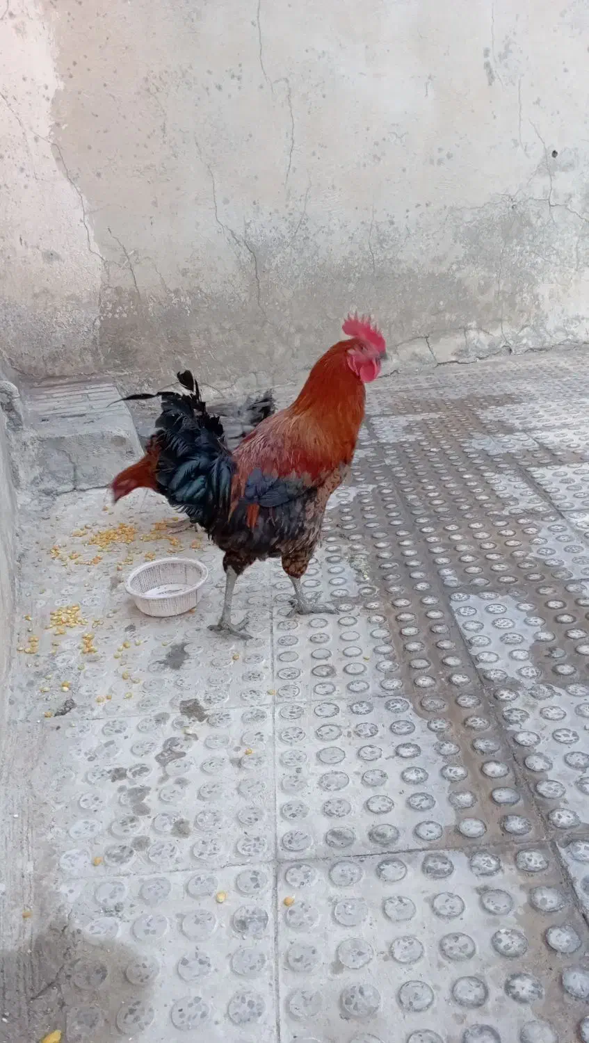 مرغ و خروس همشون باهم میفروشم|حیوانات مزرعه|ملکشاهی, |دیوار