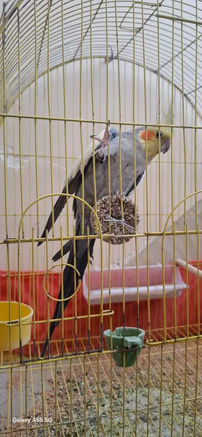 عروس هلندی|پرنده|حمیدیا, |دیوار