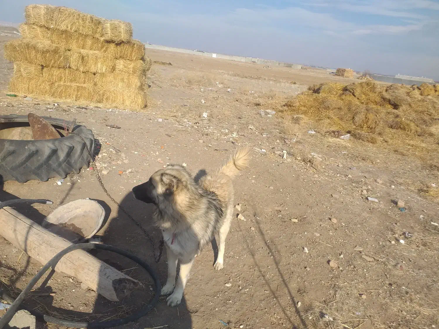 فروشی سگ|سگ|هیر, |دیوار