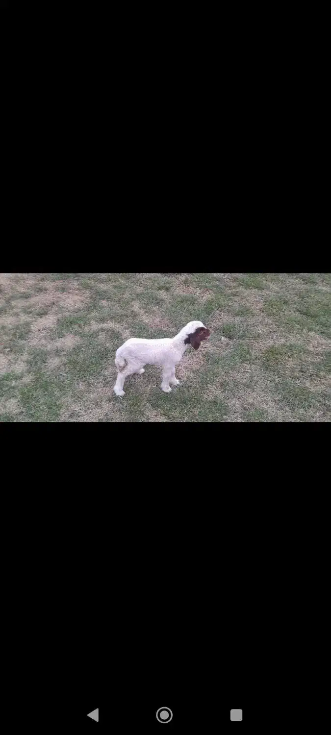 گوسفند بره ماده|حیوانات مزرعه|ماهیدشت, |دیوار