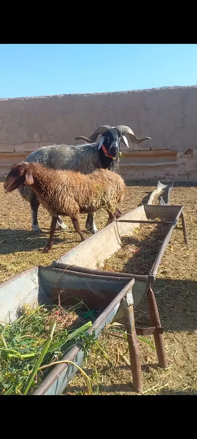 بز قوچ میش|حیوانات مزرعه|شاهین‌شهر, برخوار غرب|دیوار