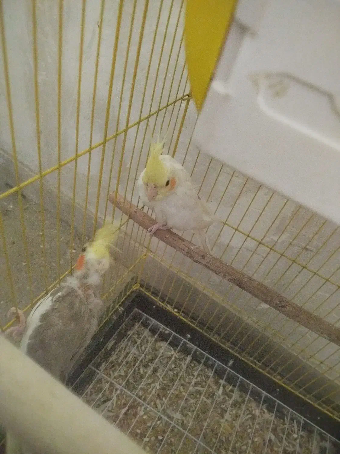 عروس هلندی آلبینو و ماده|پرنده|شیراز, شهرک مفتح|دیوار