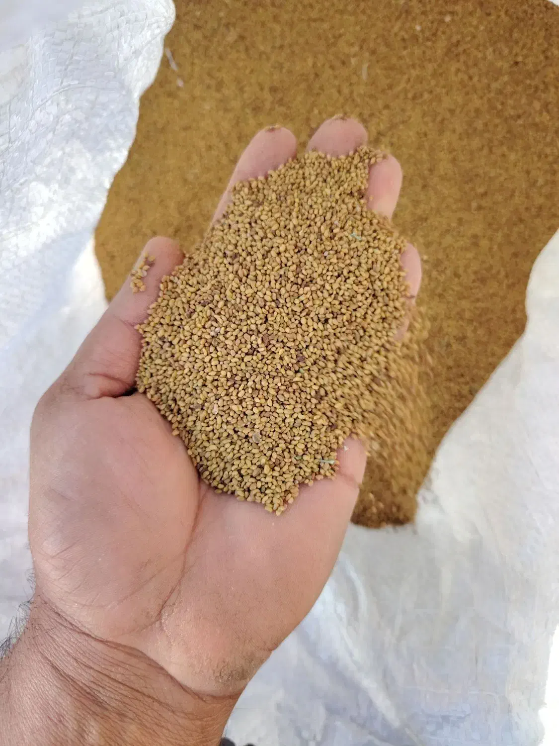 بذر یونجه رنجر|خدمات باغبانی و درختکاری|شیراز, ارم|دیوار