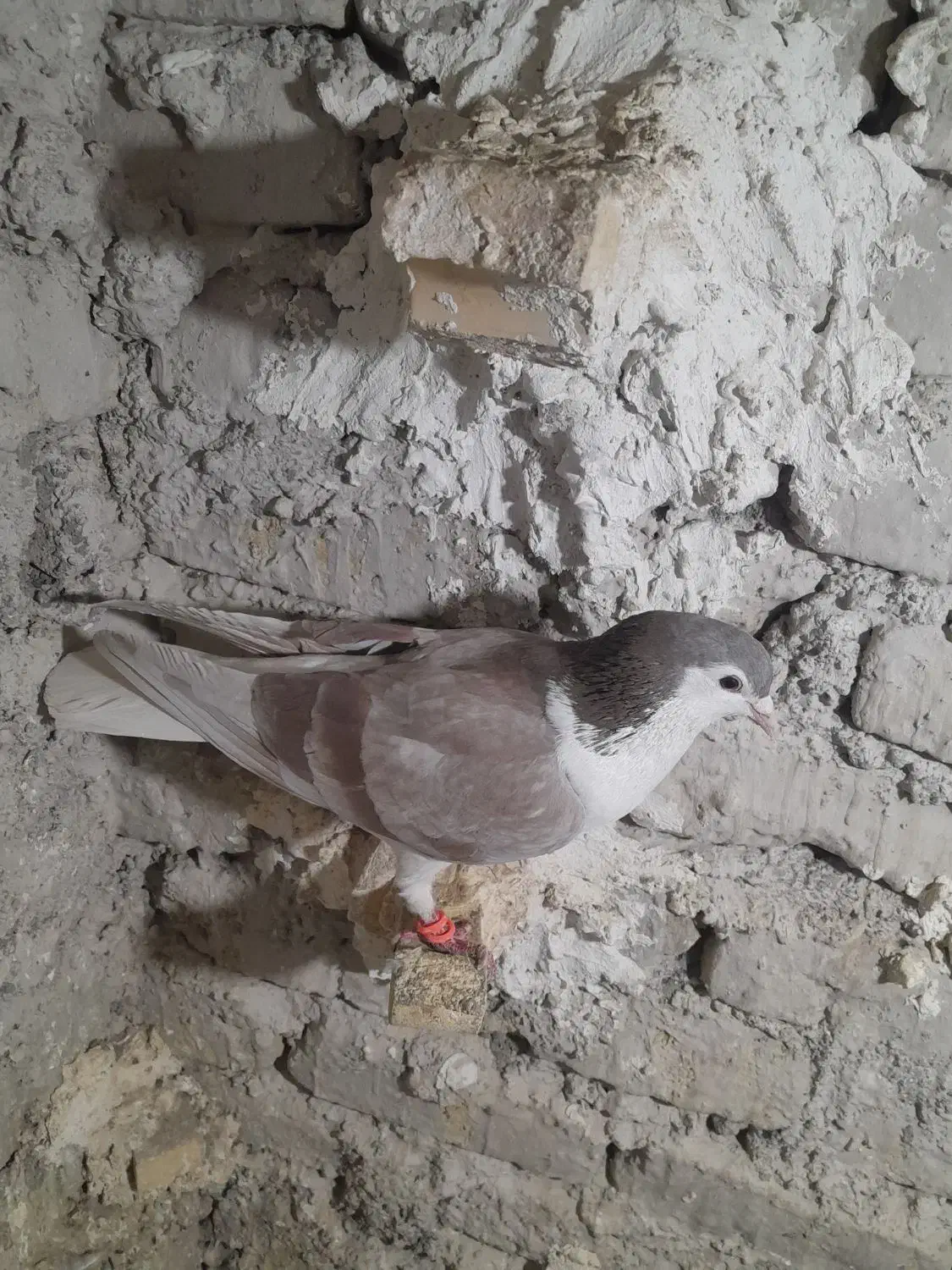 ساده اعقون نر|پرنده|مشهد, پنجتن|دیوار