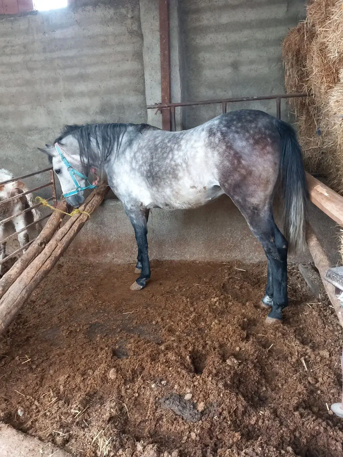 اسب|اسب و تجهیزات اسب‌سواری|فاضل آباد, |دیوار