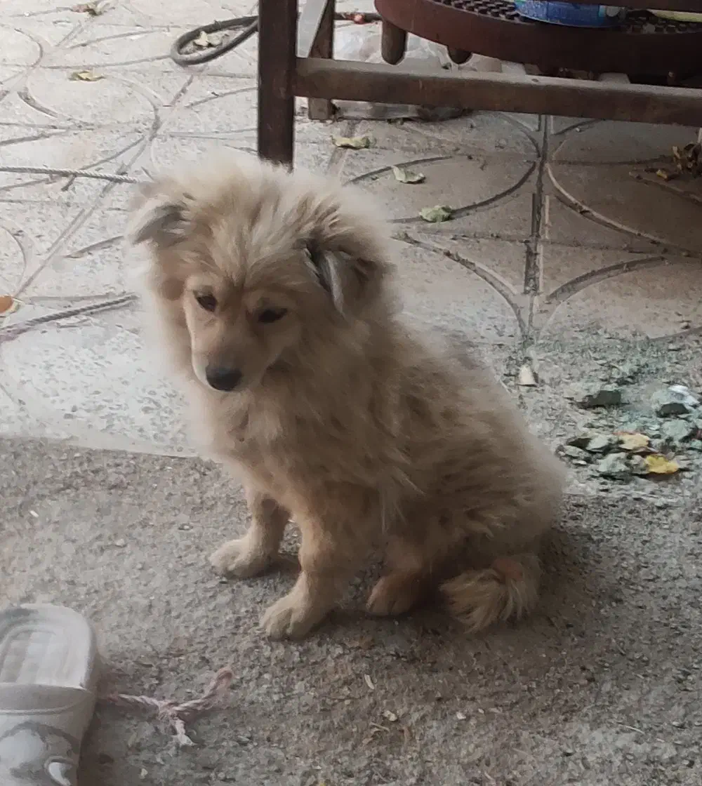 واگذاری پامرانین|سگ|سلطانیه, |دیوار