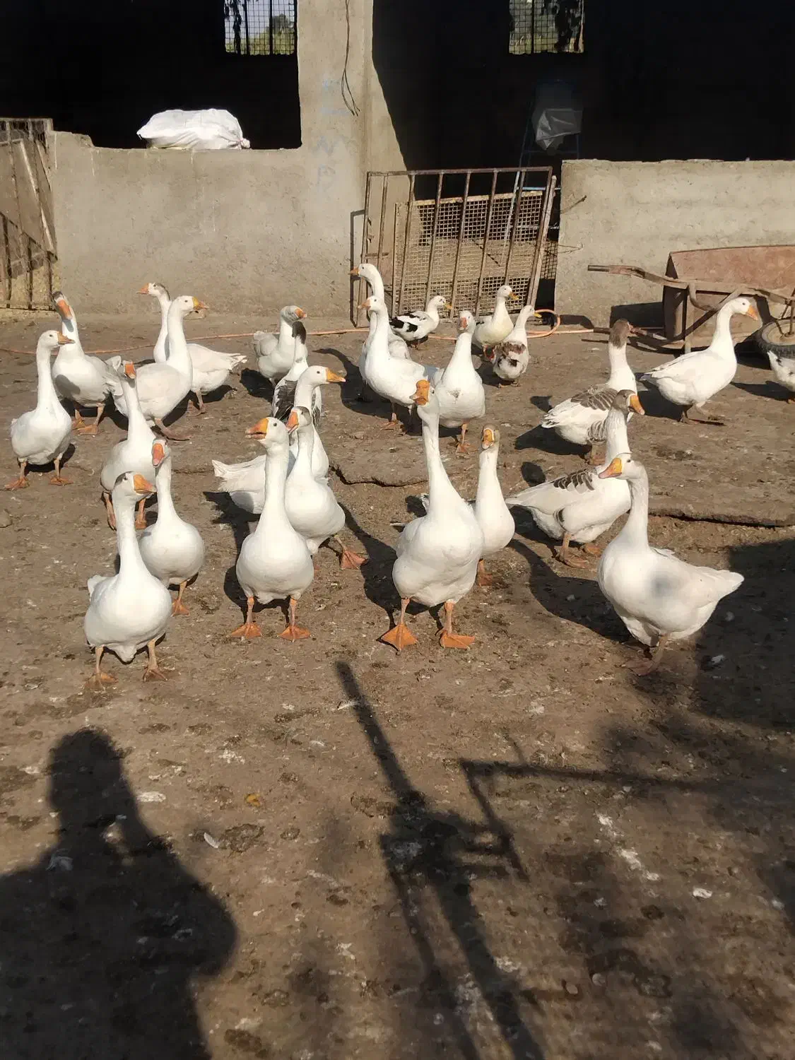 غاز|پرنده|گنبد کاووس, |دیوار