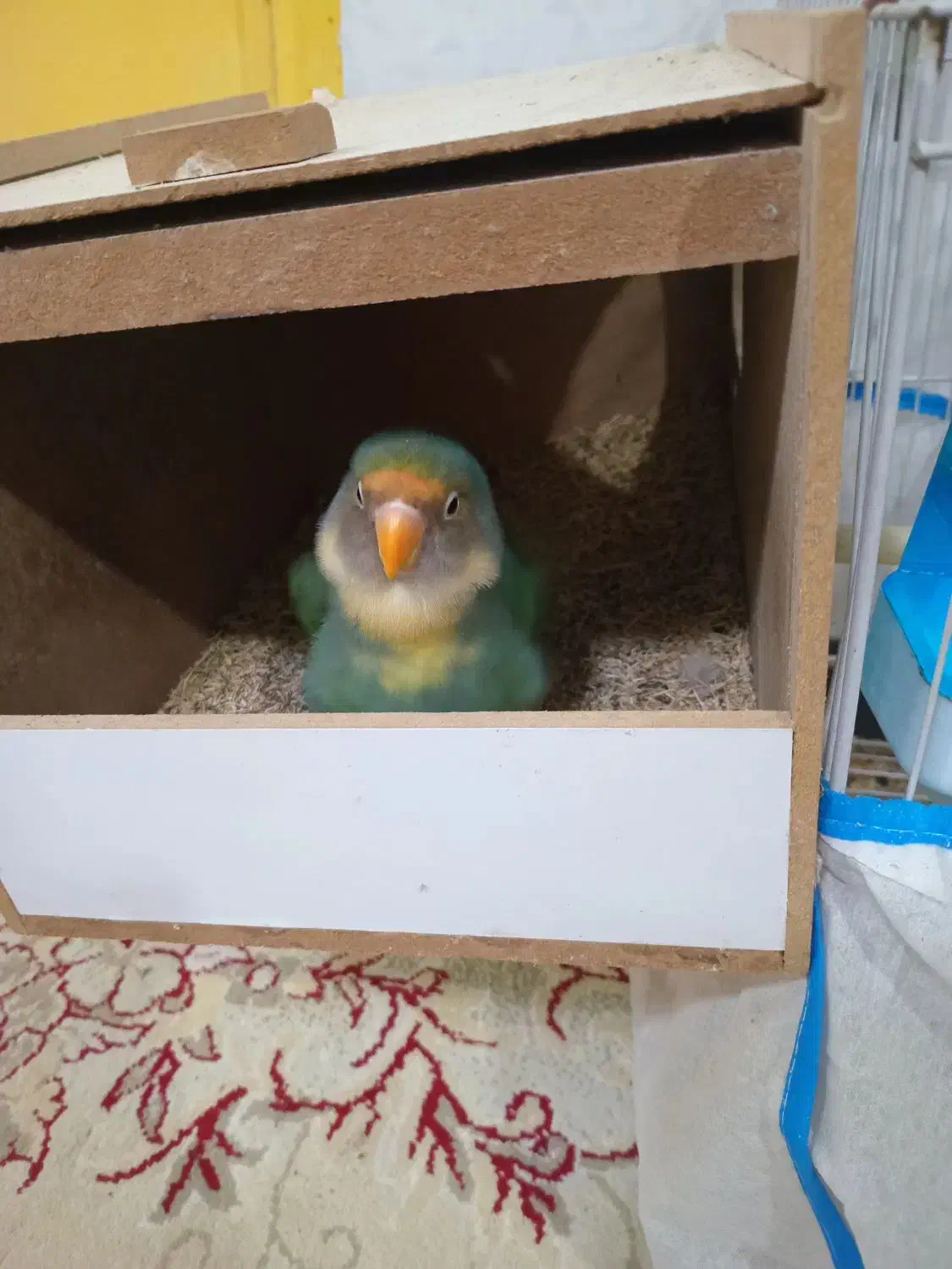 طوطی برزیلی|پرنده|شوشتر, |دیوار