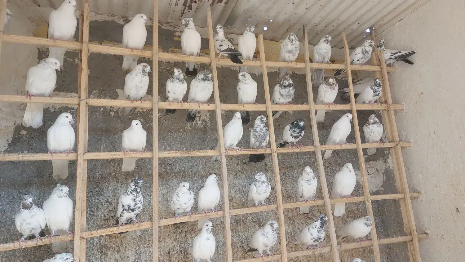 اصل کفتر گروی|پرنده|آران و بیدگل, |دیوار