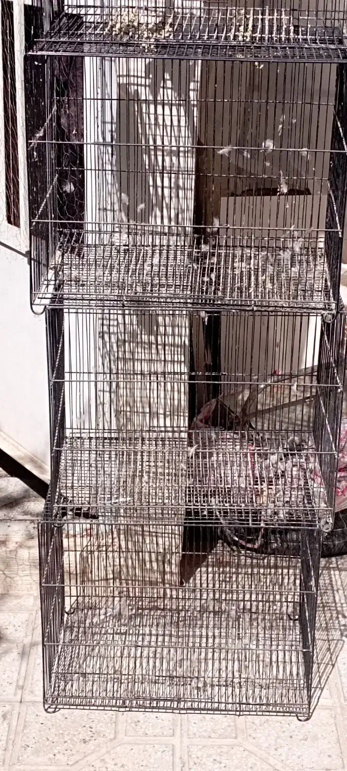 قفس پرنده فلزی۶۰×۴۰ نوی نو|لوازم جانبی حیوانات|قوچان, |دیوار