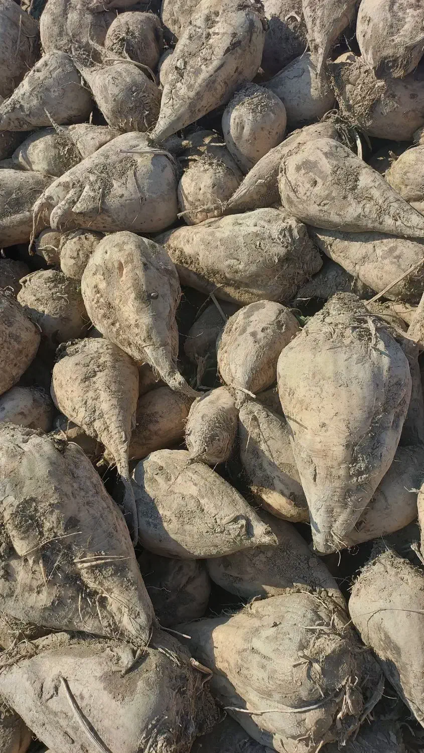 فروش چغندر|عمدهفروشی|لالجین, |دیوار