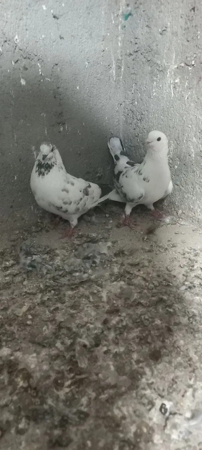 حیوانات|پرنده|بندر ترکمن, |دیوار