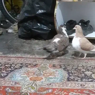 کفتر گمشده|حیوانات|سبزوار, امیر کبیر|دیوار