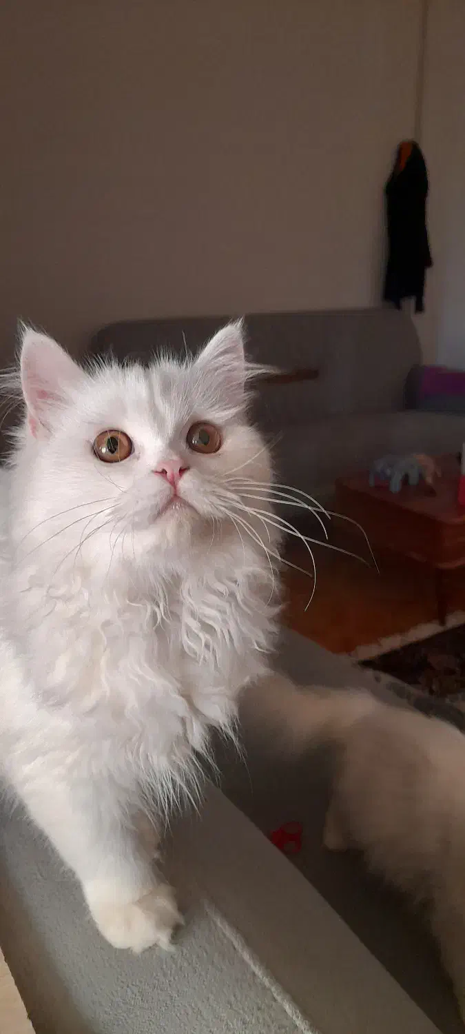 پرشین و هیمالین|گربه|رشت, هلال احمر|دیوار