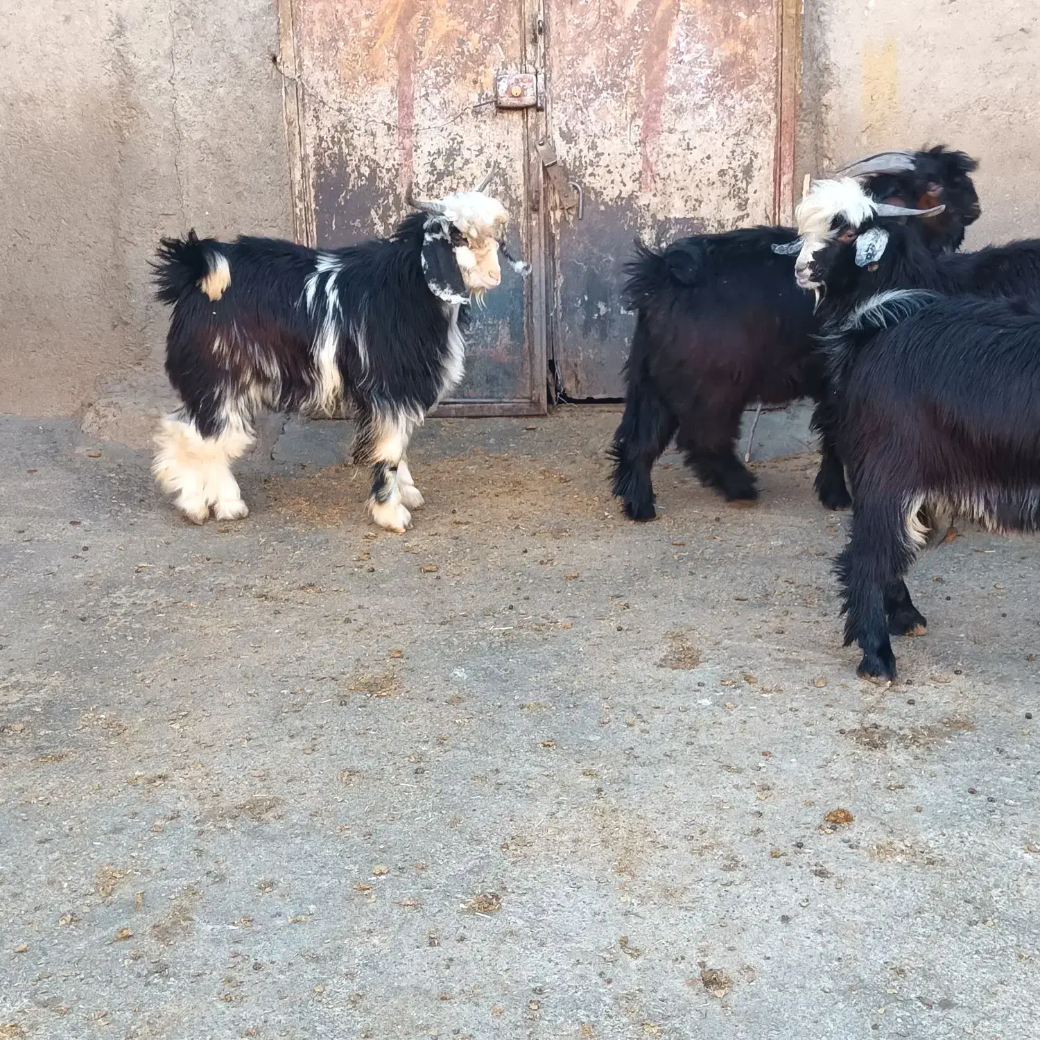 ۴ عدد بزغاله نر|حیوانات مزرعه|شیروان (لرستان), |دیوار