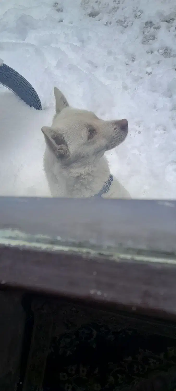 واگذاری توله پا کوتاه|سگ|تهران, خلیج فارس|دیوار