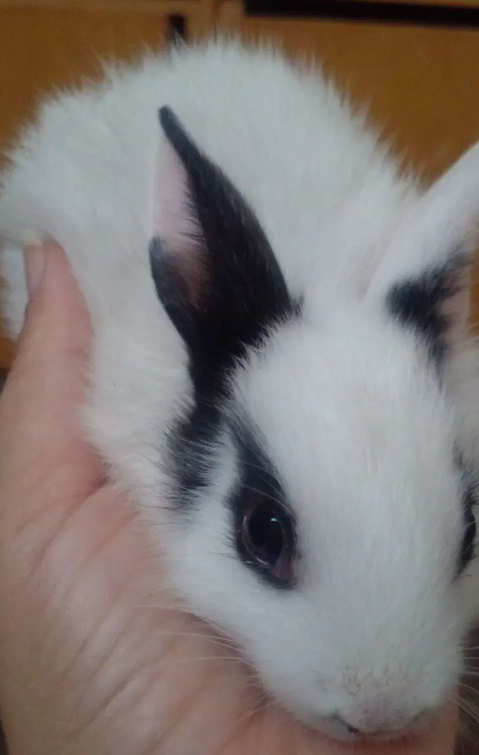 بچه خرگوش ناز و کوچولو|موش و خرگوش|جهرم, |دیوار