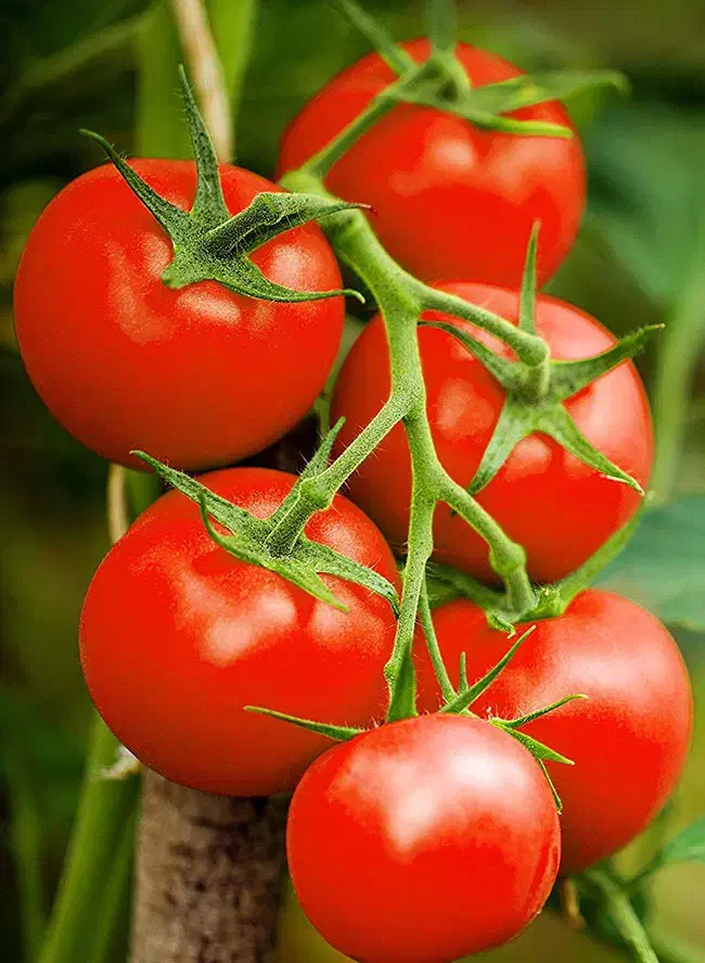 گوجه سوا کرده|خوردنی و آشامیدنی|تهران, شهرک ابوذر|دیوار