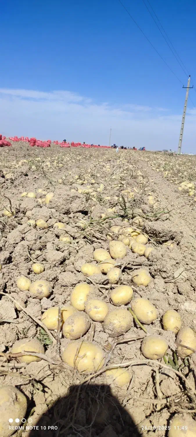 سیب زمینی|حراج|قروه, |دیوار