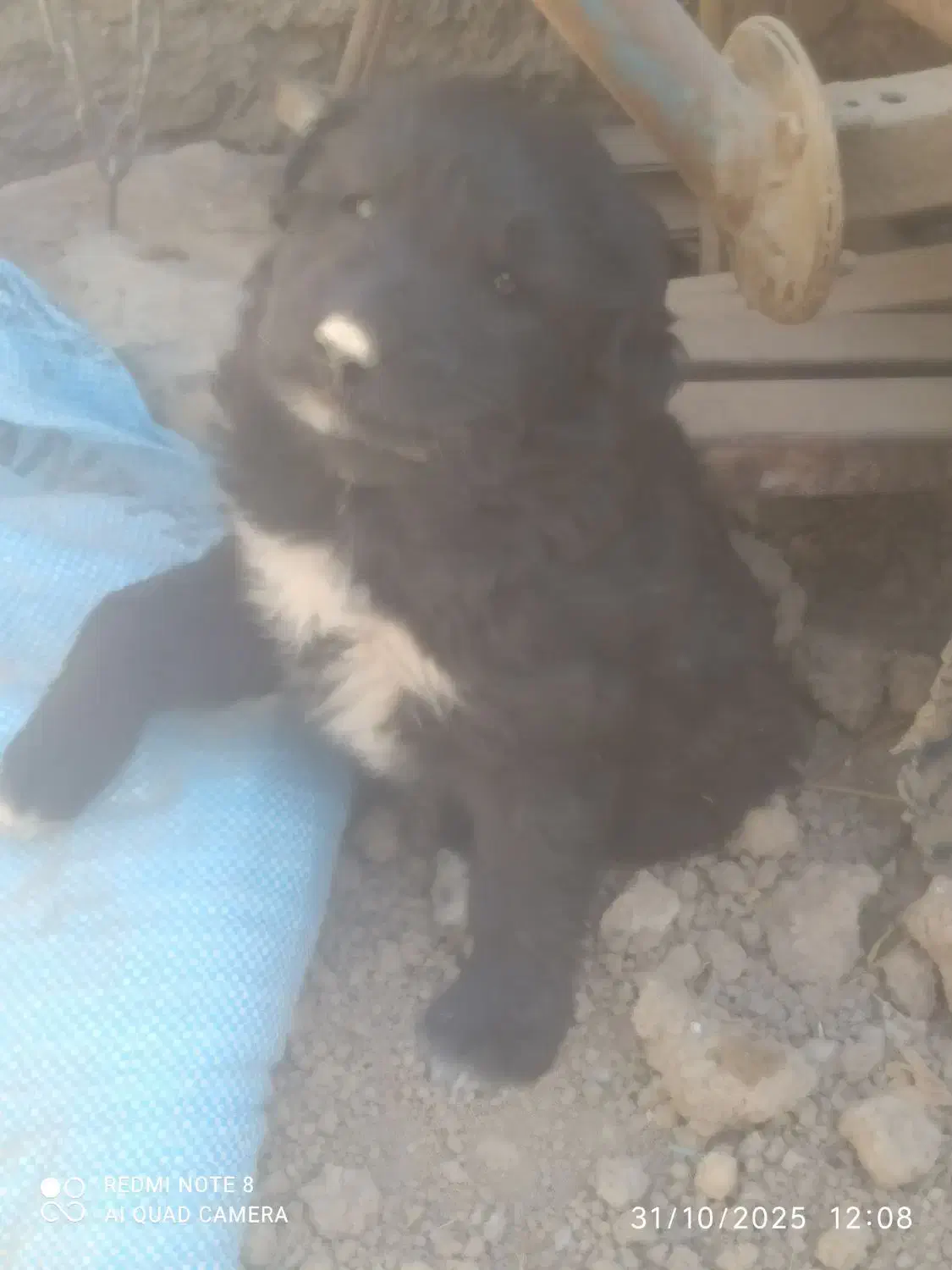 سگ ماده|سگ|خمینی‌شهر, |دیوار