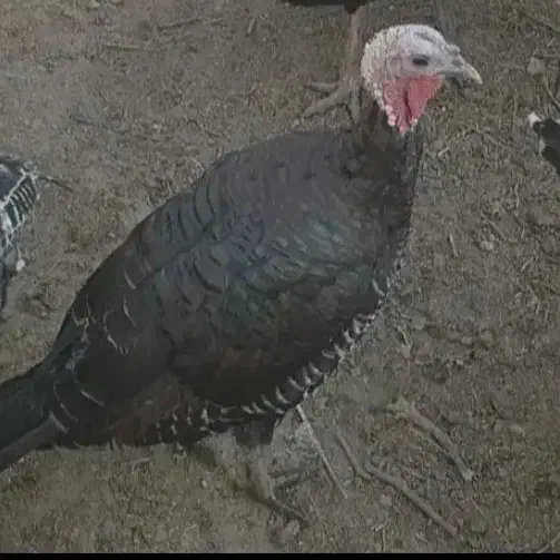 بوقلمون ماده|حیوانات مزرعه|خسروشاه, |دیوار