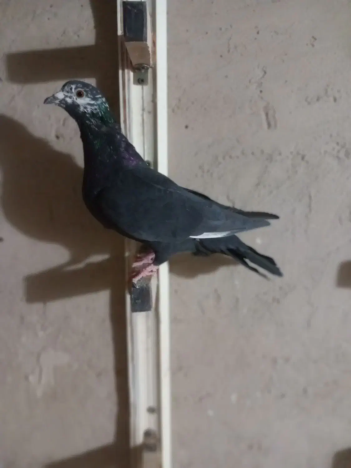 کبوتر|پرنده|شیروان (خراسان), |دیوار