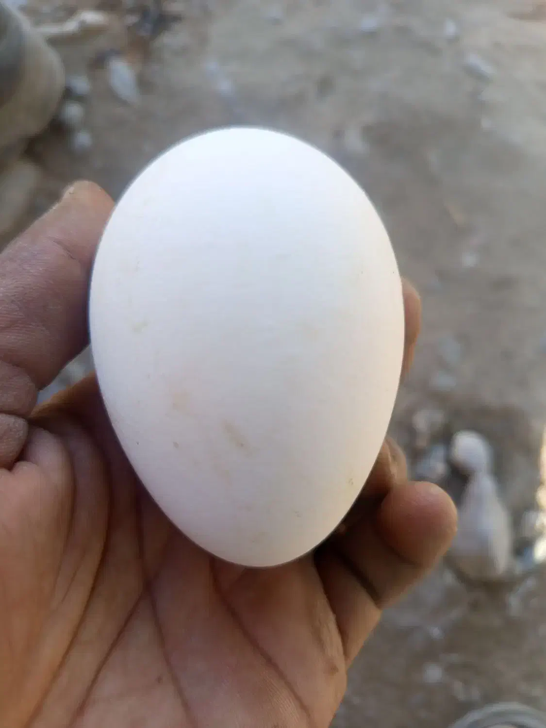 تخم غاز|پرنده|ایرانشهر, |دیوار