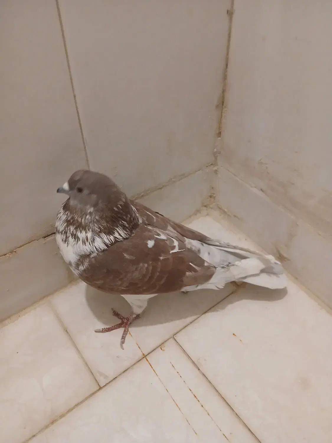 3عدد حیوان تهرانی گرکی|پرنده|پاکدشت, پاکدشت (مامازند)|دیوار