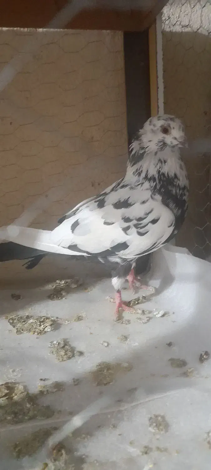 کفتر گرفتنی|پرنده|بندرعباس, |دیوار