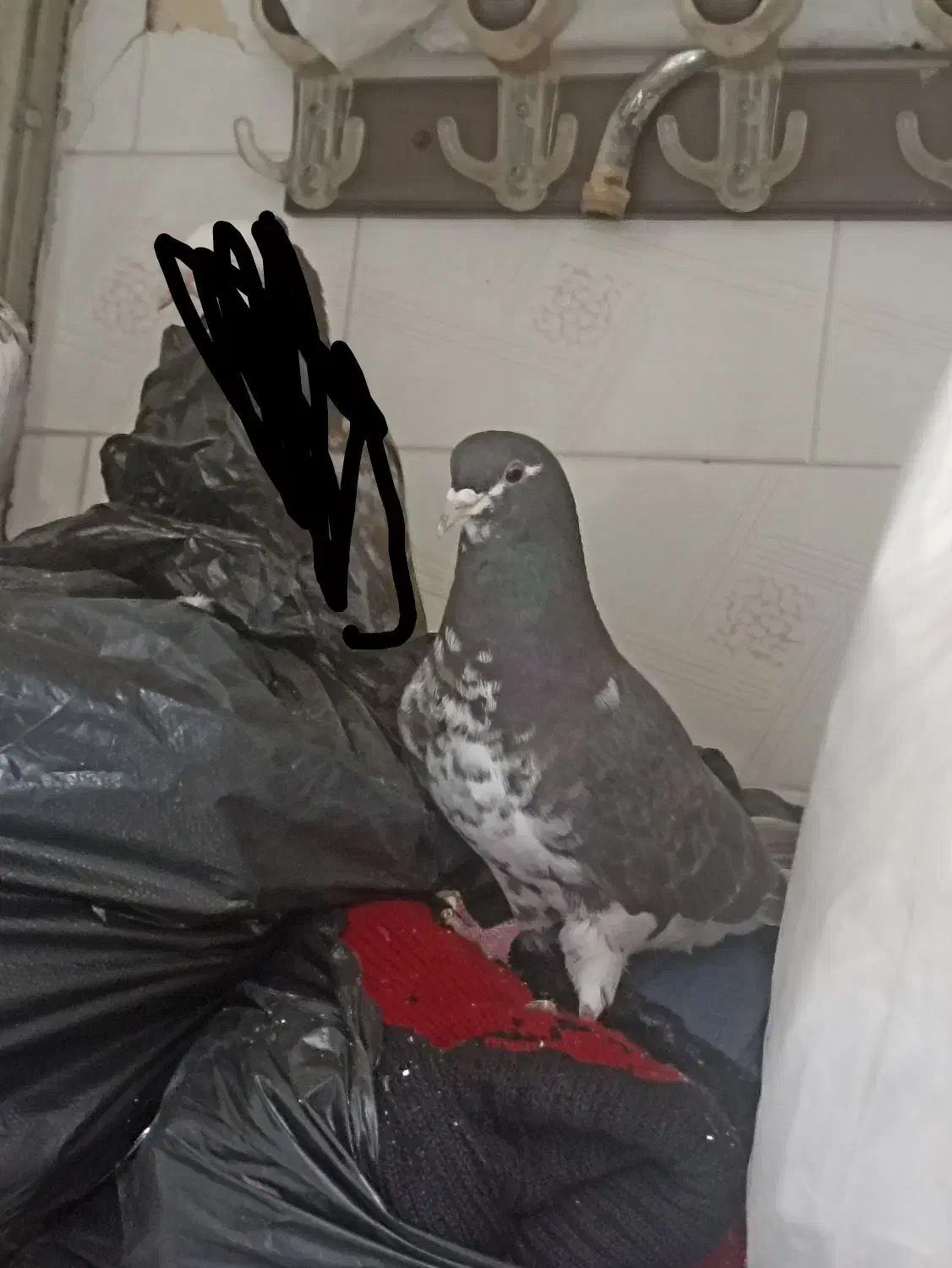 ۶۰۰|پرنده|خفر, |دیوار