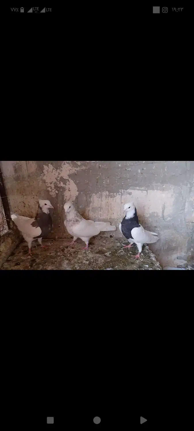 فروش یک عدد جوجه نر طوقی مهر مهر|پرنده|اردکان, |دیوار