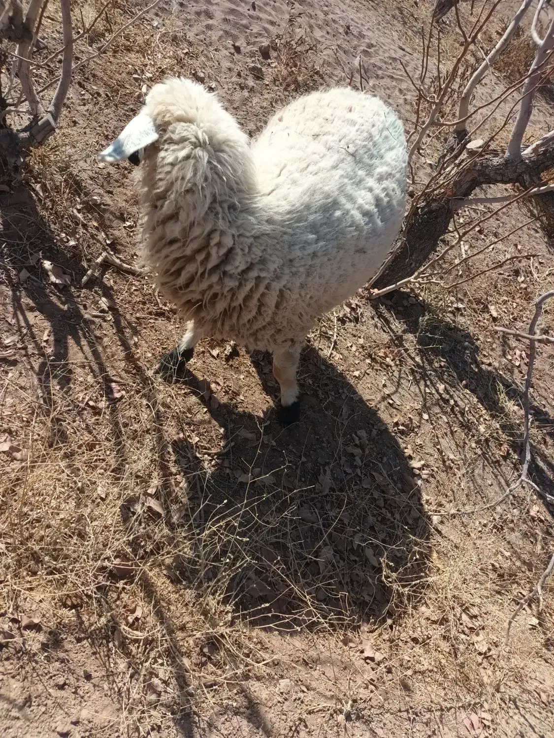 بره نر|حیوانات مزرعه|اسفندقه, |دیوار