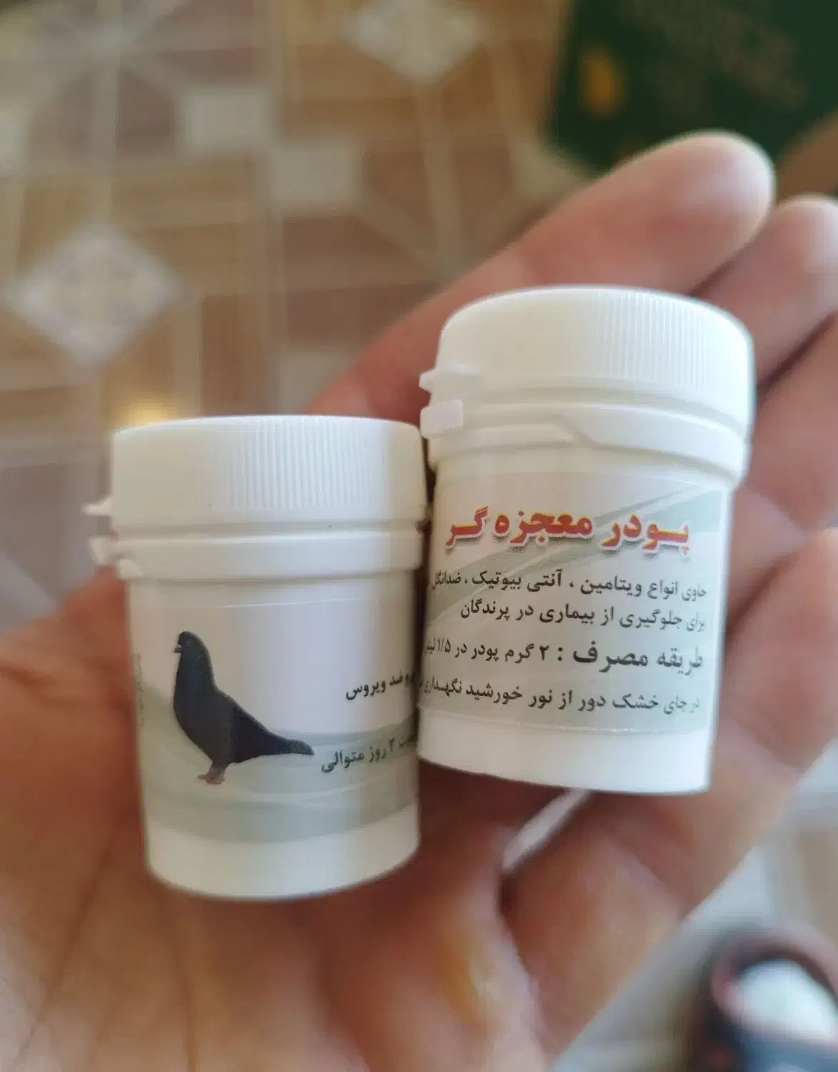 کبوتر پلاکی|پرنده|تبریز, |دیوار