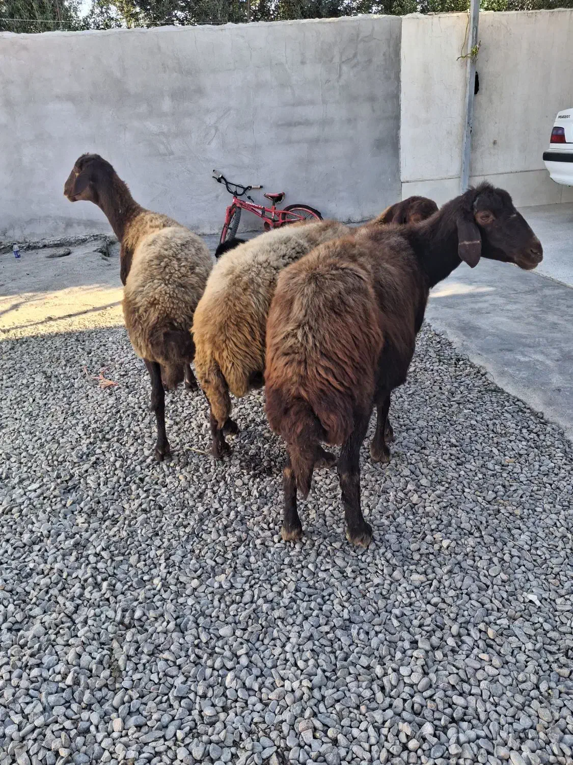 ۳ راس گوسفند درجه یک|حیوانات مزرعه|سیجوال, |دیوار